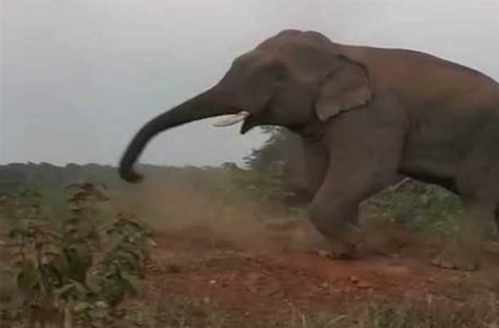 गरियाबंद में दंतैल हाथियों का आतंक, हमले में 10 लोगों की हो चुकी है मौत
