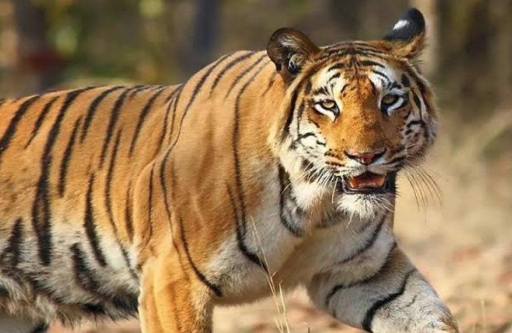 उमरिया जिले में मवेशी चराने गई एक महिला पर जंगल में बाघ ने हमला कर दिया