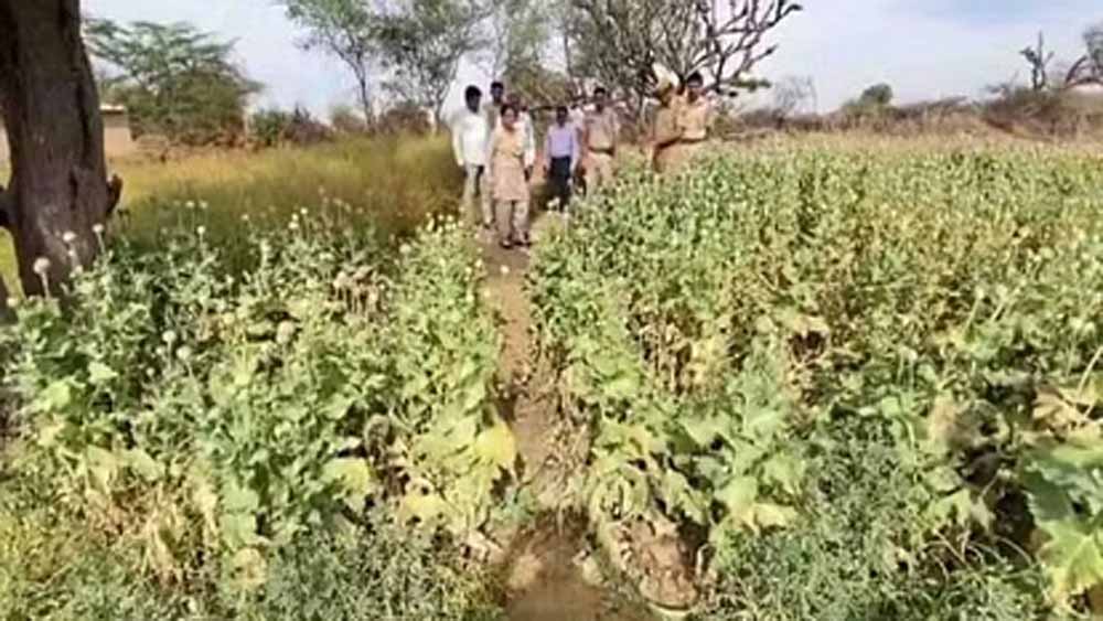 नागौर में अफीम की खेती करने वाला बुजुर्ग गिरफ्तार, 11 हजार से ज्यादा पौधे जब्त