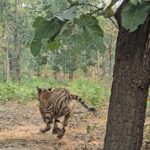 तमोर पिंगला टायगर रिजर्व में गूंजेगी रेस्क्यू किए गए बाघ की दहाड़