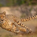 Kuno National Park में गुंजी किलकारी, Cheetah निर्वा ने दिया चार शावकों को जन्म