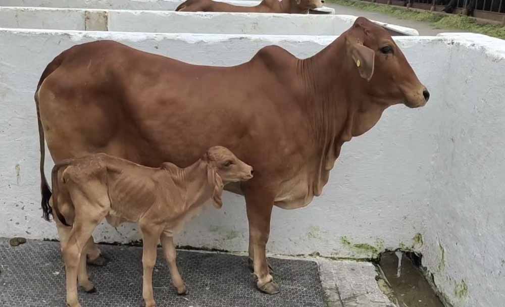 cow.jpg