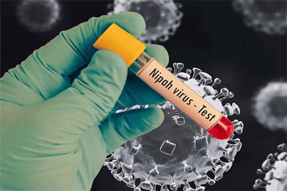 nipah1.jpg