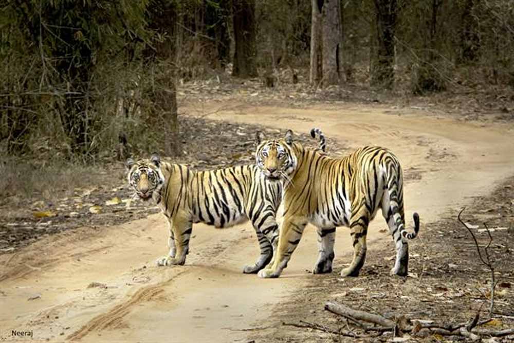 bagh1.jpg