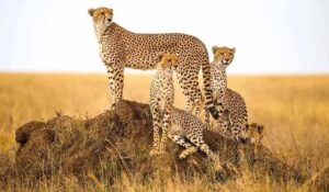 cheetah_47_1.jpg