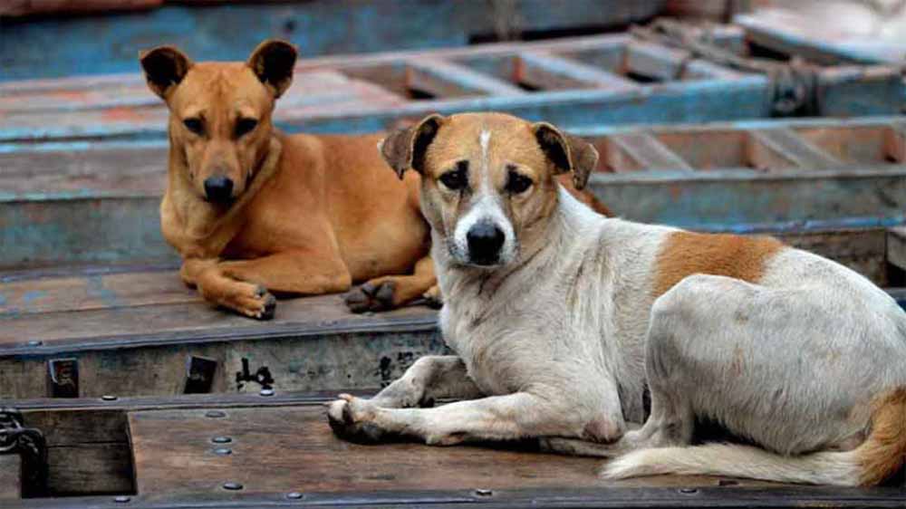 dog1-3.jpg