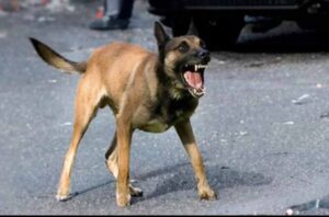 dog1-4.jpg