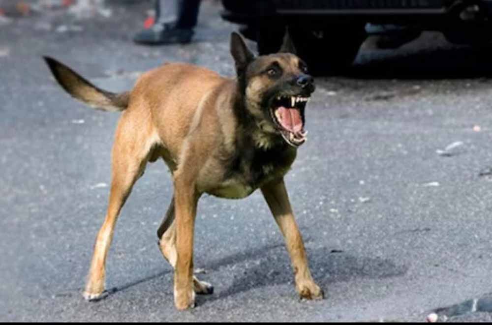 dog1-4.jpg