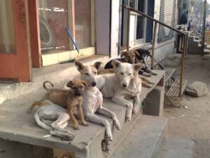dog4-1-1.jpg