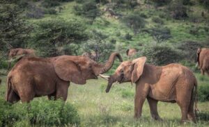 elephantsA_27_2.jpg