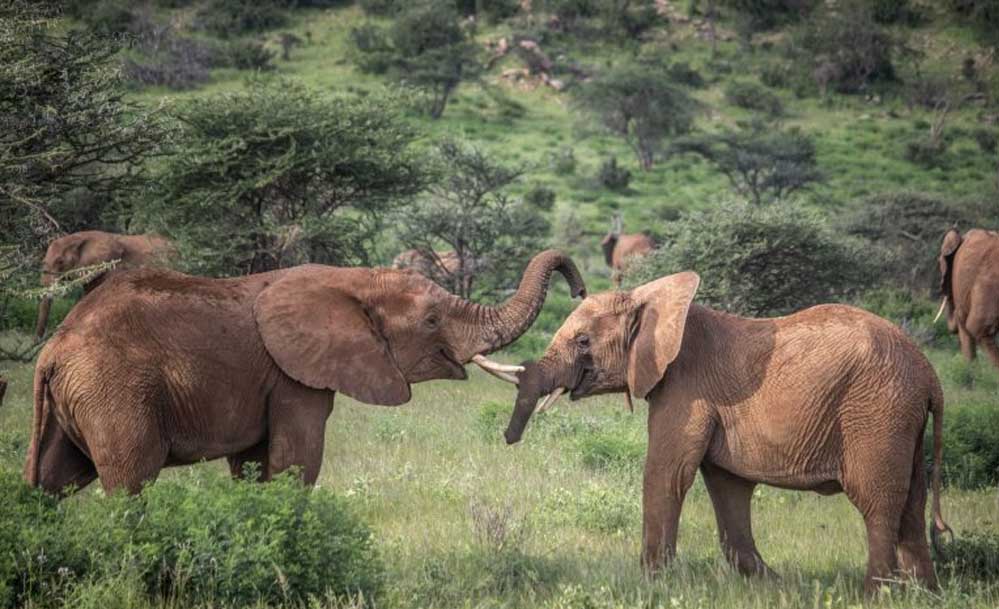 elephantsA_27_2.jpg
