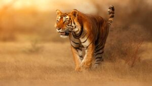 tiger_A_102_2.jpg