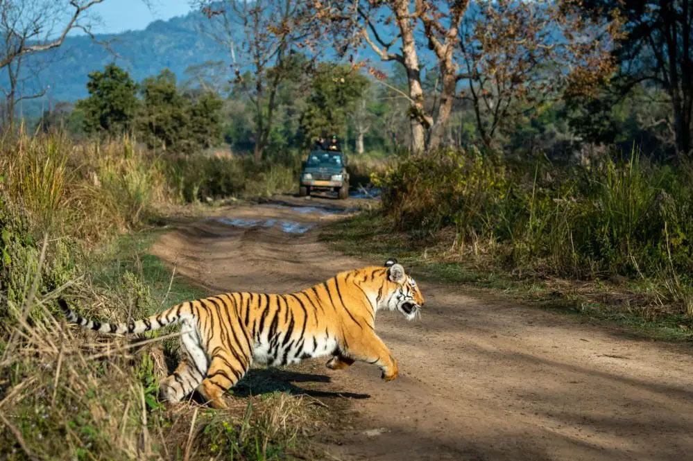 Tiger_ReserveA_92_2-1.jpg