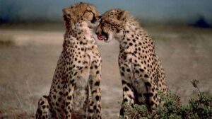 cheetahs5_5.jpg