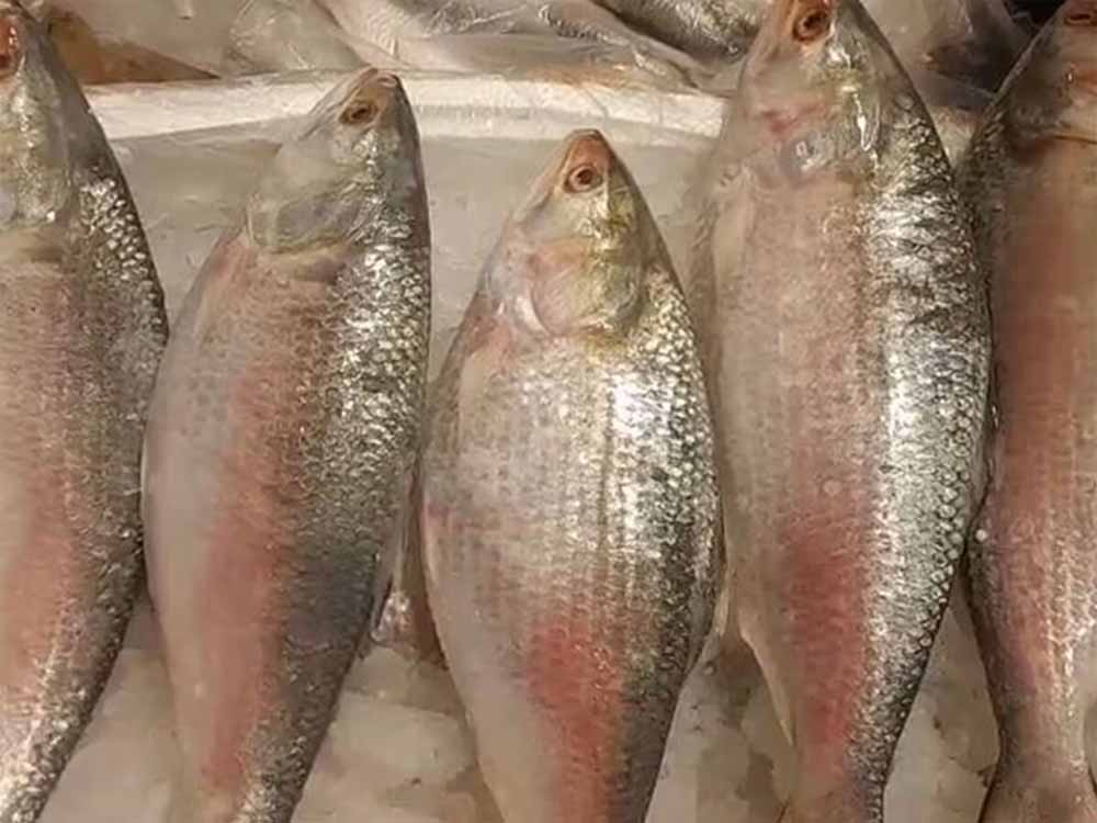 fish.jpg
