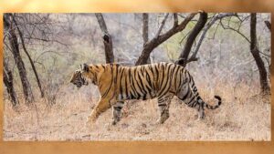 tiger_A_102_3-1.jpg