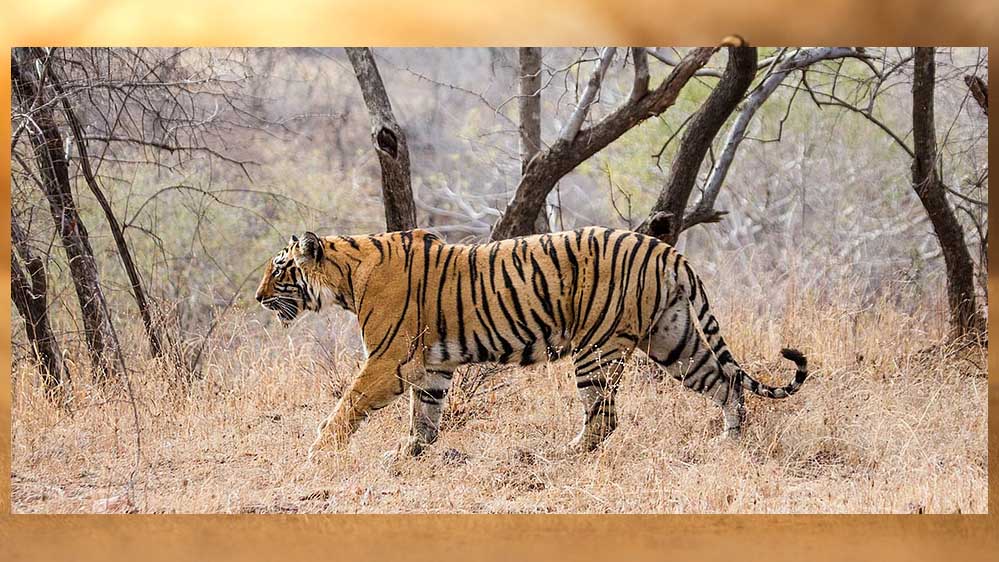 tiger_A_102_3-1.jpg