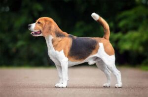 dog1.jpg