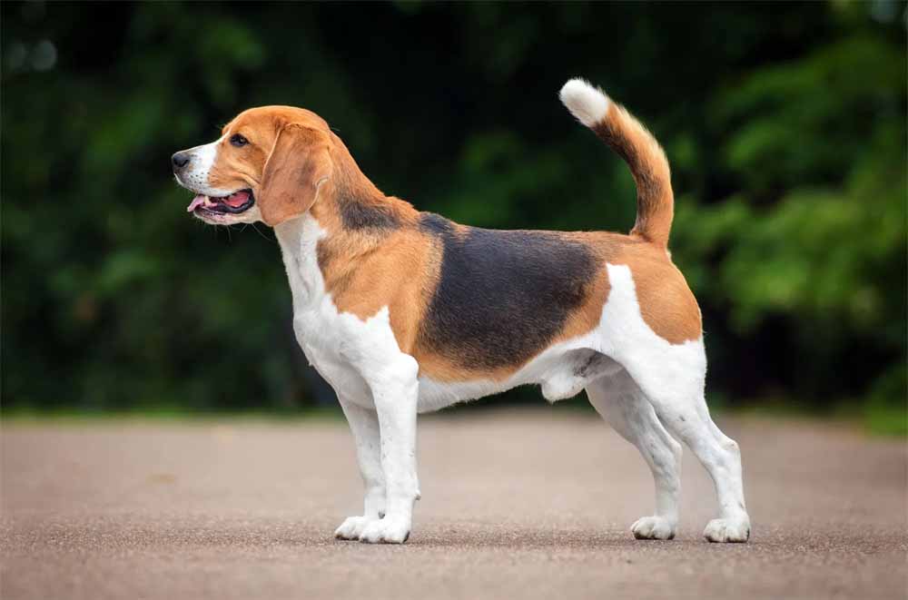 dog1.jpg