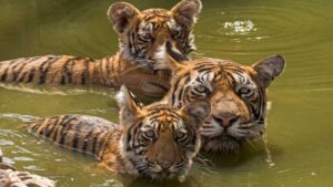 tiger_52_3.jpg