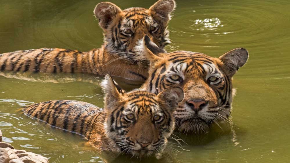 tiger_52_3.jpg