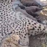 कूनो नेशनल पार्क में ज्वाला चीता ने दिया पांच शावकों को जन्म, चीतों की संख्या पहुंची 50 के पार