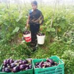 बिहान से बदली ममता की जिंदगी सब्जी की खेती से ममता बनी आत्मनिर्भर