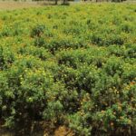 43 डिग्री गर्मी में भी गेंदा फूल की खेती से 2 लाख तक की कमाई