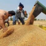 बिहार सरकार का किसानों को बड़ा तोहफा, रबी फसलों का MSP बढ़ा; सूरजमुखी में सबसे ज्यादा उछाल