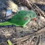 जगदलपुर में वन विभाग टीम पर हमला, तोतों की अवैध बिक्री पर कार्रवाई के दौरान हंगामा