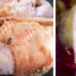 हरियाणा में कपास पर कीटों का हमला, सहमे किसानों ने बाजरा-ग्वार की खेती की ओर किया रुख