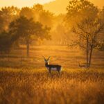 “मन की बात” में छत्तीसगढ़ का निरंतर जिक्र गौरव की बात : मुख्यमंत्री श्री विष्णु देव साय