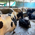 फलता की कहानी