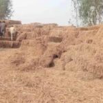 हरियाणा के किसानों ने बदली तस्वीर, पराली जलाने के बजाय अपना रहे वैज्ञानिक तरीके