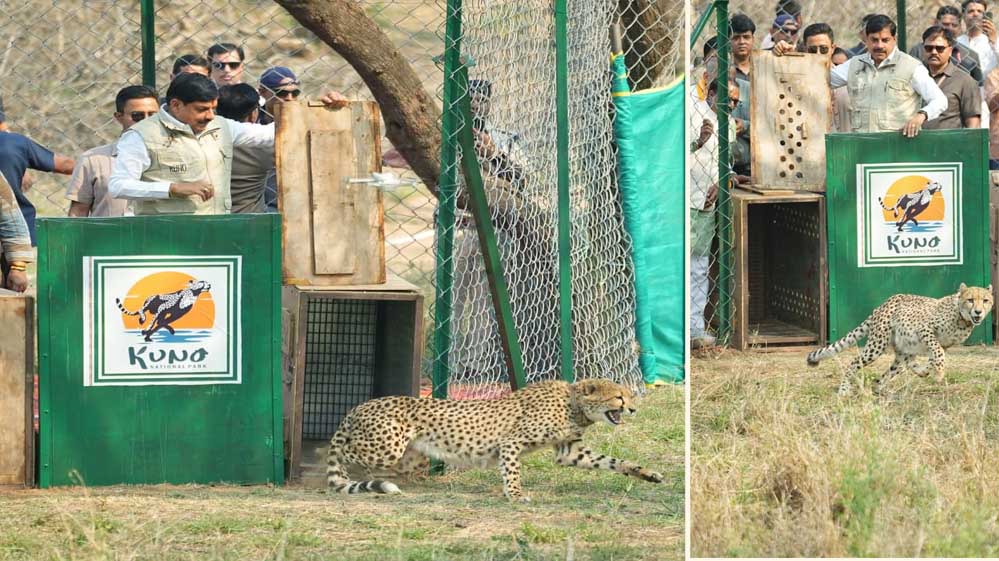 प्रदेश ने चीतों को अनुकूल वातावरण उपलब्ध कराकर बनाया परिवार का हिस्सा : मुख्यमंत्री डॉ.यादव