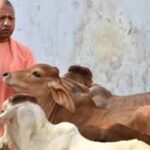 योगी सरकार का गो संरक्षण के लिए बड़ा मास्टर प्लान, ग्रामीण अर्थव्यवस्था से जोड़ा जाएगा अभियान