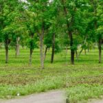 मियावाकी वन तकनीक से हरित छत्तीसगढ़ की नई पहल, कम समय में तैयार हो रहे घने जंगल