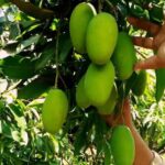 यूपी में आम की खेती में बड़ा बदलाव, छोटे पेड़ों और सघन बागवानी पर जोर