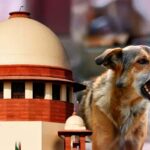 आवारा कुत्तों पर SC के आदेश से बढ़े सवाल, क्या शहरों में पर्याप्त शेल्टर मौजूद हैं?