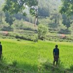 सरायकेला-खरसावां में बढ़ा गरमा धान का रकबा, किसानों में दिखा उत्साह