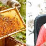 झज्जर के मधुमक्खी पालक विनय फोगाट के हनी विनेगर और बी प्रोबायोटिक पर फिदा हुए सीएम सैनी