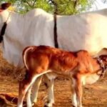 गो सेवा से समृद्धि का मॉडल, यूपी में डेयरी सेक्टर बना ग्रामीण अर्थव्यवस्था का मजबूत आधार