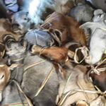 अंबाला में गौ-तस्करों की फायरिंग, 25 वर्षीय युवक की दर्दनाक मौत
