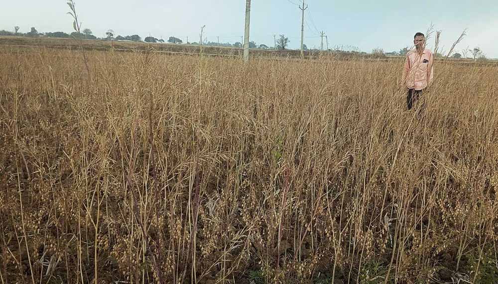 मुक्तसर में आंधी-बारिश का कहर: बिजली गुल, मंडियों में भीगी गेहूं की फसल