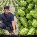 पारंपरिक खेती छोड़ विदेशी सब्जियों पर लगाया दांव, किसान प्रवीण सिंह कमा रहे 30 लाख रुपये सालाना