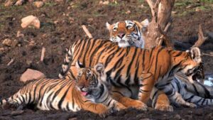 tiger_A_102_4.jpg