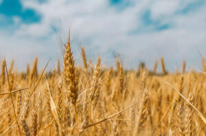 wheat_76_1-1.jpg