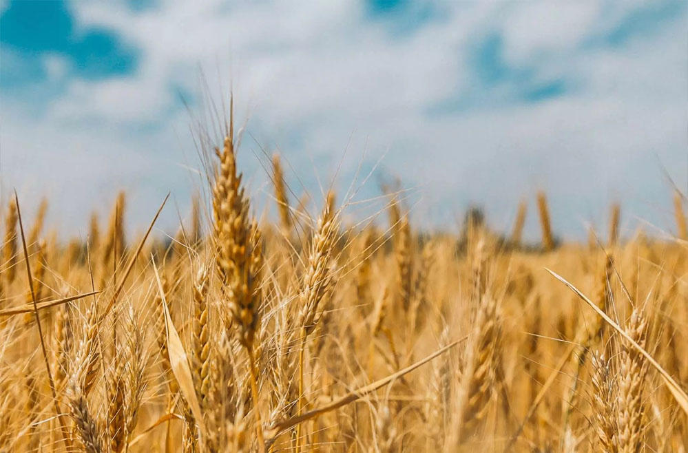 wheat_76_1-1.jpg