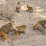 हिसार में बंदरों के आतंक से राहत की तैयारी, नगर निगम ने जारी किया टेंडर