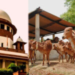 तमिलनाडु में गौहत्या मामले पर सुप्रीम कोर्ट का बड़ा फैसला, HC के आदेश पर रोक हटाई, राज्य सरकार को राहत